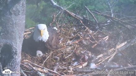 VINS Bald Eagles Nest Live Cams - May 5, 2026, 8:55am EDT