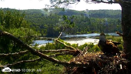 VINS Bald Eagles Nest Live Cams - Jul 17, 2026, 10:10am EDT