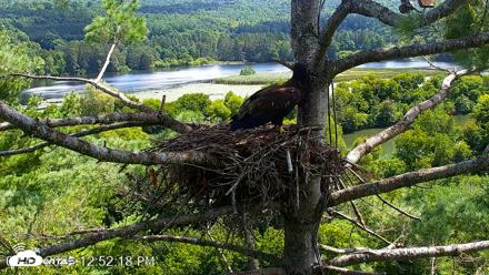 VINS Bald Eagles Nest Live Cams - Aug 13, 2026, 12:53pm EDT