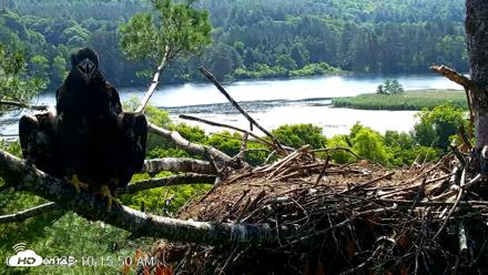 VINS Bald Eagles Nest Live Cams - Jul 3, 2026, 10:16am EDT
