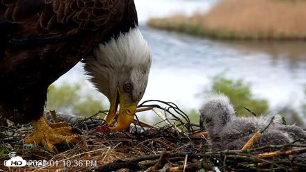 VINS Bald Eagles Nest Live Cams - May 13, 2026, 1:11pm EDT