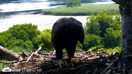 VINS Bald Eagles Nest Live Cams - Aug 7, 2026, 11:49am EDT