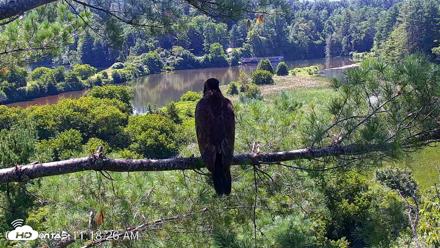 VINS Bald Eagles Nest Live Cams - Jul 24, 2026, 11:19am EDT