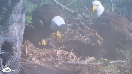 VINS Bald Eagles Nest Live Cams - Apr 27, 2026, 9:33am EDT