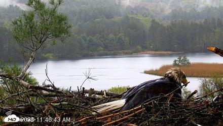 VINS Bald Eagles Nest Live Cams - May 14, 2026, 11:47am EDT