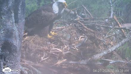 VINS Bald Eagles Nest Live Cams - Apr 27, 2026, 10:41am EDT