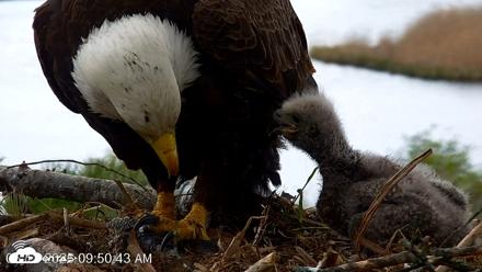 VINS Bald Eagles Nest Live Cams - May 12, 2026, 9:51am EDT