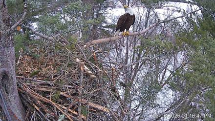 VINS Bald Eagles Nest Live Cams - Mar 7, 2026, 1:17pm EST