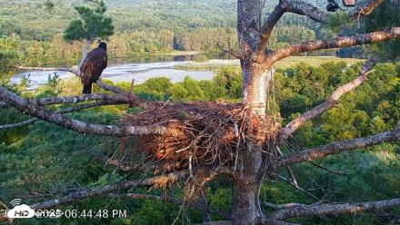 VINS Bald Eagles Nest Live Cams - Aug 16, 2026, 6:45pm EDT