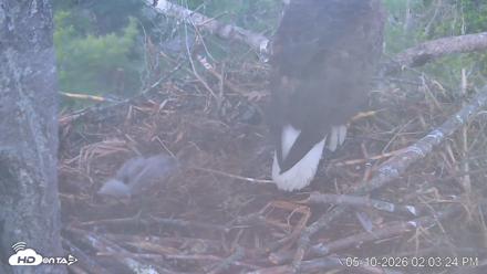 VINS Bald Eagles Nest Live Cams - May 10, 2026, 2:04pm EDT