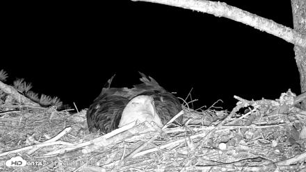 VINS Bald Eagles Nest Live Cams - Apr 13, 2026, 10:56pm EDT