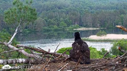 VINS Bald Eagles Nest Live Cams - Jun 11, 2026, 7:13pm EDT