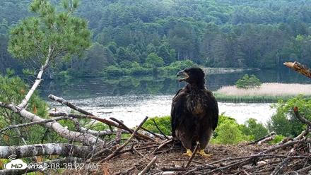 VINS Bald Eagles Nest Live Cams - Jun 14, 2026, 8:36am EDT
