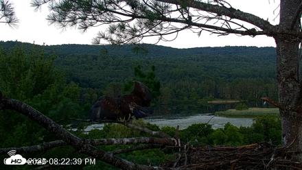 VINS Bald Eagles Nest Live Cams - Jul 20, 2026, 8:23pm EDT