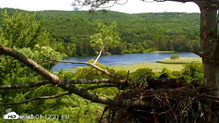 VINS Bald Eagles Nest Live Cams - Jul 17, 2026, 1:13pm EDT