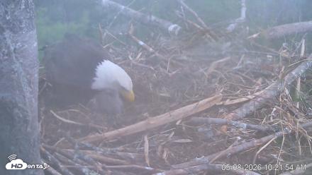 VINS Bald Eagles Nest Live Cams - May 8, 2026, 10:22am EDT