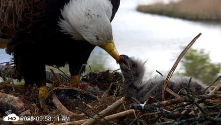 VINS Bald Eagles Nest Live Cams - May 12, 2026, 9:59am EDT