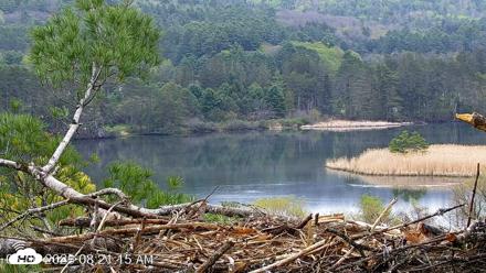 VINS Bald Eagles Nest Live Cams - May 6, 2026, 8:22am EDT