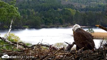 VINS Bald Eagles Nest Live Cams - May 5, 2026, 3:48pm EDT