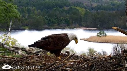 VINS Bald Eagles Nest Live Cams - May 5, 2026, 3:42pm EDT