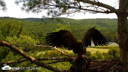 VINS Bald Eagles Nest Live Cams - Jul 20, 2026, 1:20pm EDT