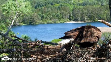 VINS Bald Eagles Nest Live Cams - May 20, 2026, 3:07pm EDT