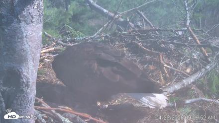 VINS Bald Eagles Nest Live Cams - Apr 26, 2026, 9:10am EDT