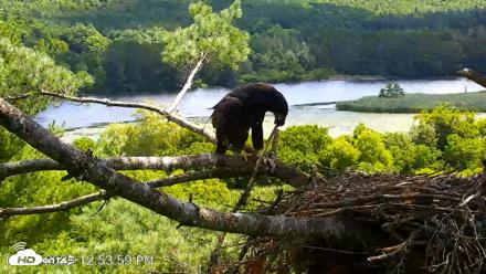 VINS Bald Eagles Nest Live Cams - Jul 23, 2026, 12:54pm EDT