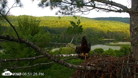 VINS Bald Eagles Nest Live Cams - Jul 9, 2026, 6:52pm EDT