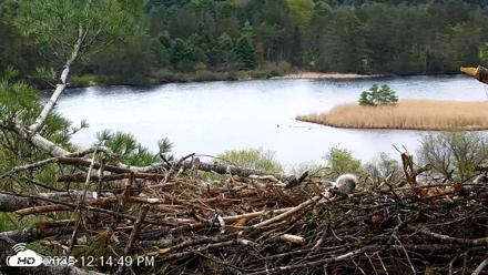 VINS Bald Eagles Nest Live Cams - May 8, 2026, 12:15pm EDT
