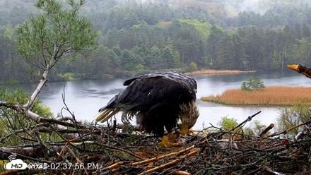 VINS Bald Eagles Nest Live Cams - May 14, 2026, 2:38pm EDT
