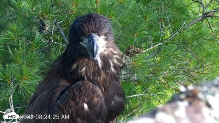 VINS Bald Eagles Nest Live Cams - Jul 26, 2026, 8:25am EDT