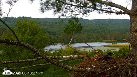 VINS Bald Eagles Nest Live Cams - Jul 6, 2026, 6:44pm EDT