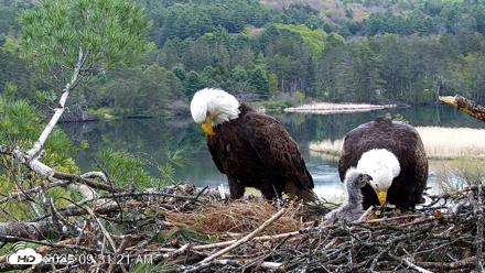 VINS Bald Eagles Nest Live Cams - May 13, 2026, 9:32am EDT