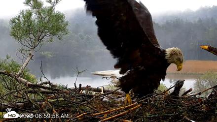 VINS Bald Eagles Nest Live Cams - May 14, 2026, 9:00am EDT