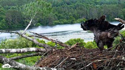 VINS Bald Eagles Nest Live Cams - Jun 23, 2026, 2:50pm EDT