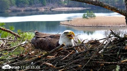 VINS Bald Eagles Nest Live Cams - Apr 16, 2026, 11:41am EDT