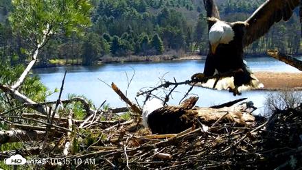 VINS Bald Eagles Nest Live Cams - Apr 24, 2026, 10:35am EDT