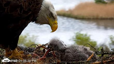 VINS Bald Eagles Nest Live Cams - May 13, 2026, 1:09pm EDT