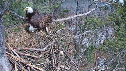 VINS Bald Eagles Nest Live Cams - Mar 20, 2026, 11:39am EDT