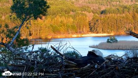 VINS Bald Eagles Nest Live Cams - Apr 24, 2026, 7:24pm EDT