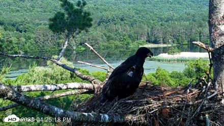 VINS Bald Eagles Nest Live Cams - Jul 1, 2026, 4:25pm EDT
