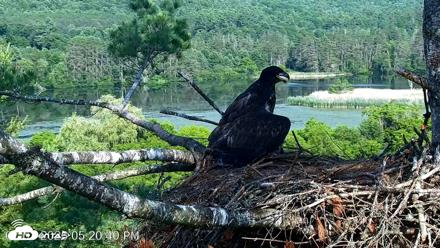 VINS Bald Eagles Nest Live Cams - Jul 1, 2026, 5:21pm EDT