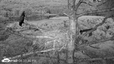 VINS Bald Eagles Nest Live Cams - Jul 27, 2026, 8:34pm EDT