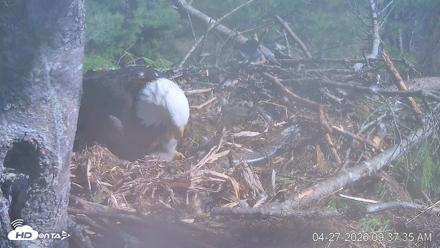 VINS Bald Eagles Nest Live Cams - Apr 27, 2026, 9:38am EDT