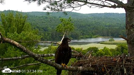 VINS Bald Eagles Nest Live Cams - Jul 14, 2026, 1:38pm EDT