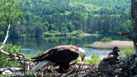 VINS Bald Eagles Nest Live Cams - May 26, 2026, 11:20am EDT
