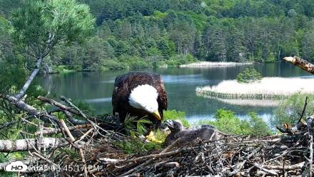 VINS Bald Eagles Nest Live Cams - May 21, 2026, 3:46pm EDT