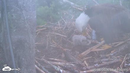 VINS Bald Eagles Nest Live Cams - May 6, 2026, 8:40am EDT