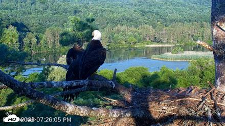 VINS Bald Eagles Nest Live Cams - Jul 24, 2026, 7:26pm EDT
